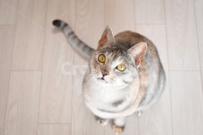 고양이, 냥, 냥이, 귀여움, 반려동물, 사진,이미지,일러스트,캘리그라피 - 양작가작가 크라우드픽 - 저작권 걱정 없는 상업용 이미지