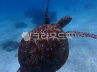 거북이, 바다거북이, 헤엄치는거북이, 해양동물, 역동적, 사진,이미지,일러스트,캘리그라피 - 듐듐작가 크라우드픽 - 저작권 걱정 없는 상업용 이미지