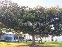 나무, tree, 공원, 큰나무, park, 사진,이미지,일러스트,캘리그라피 - 게인작가 크라우드픽 - 저작권 걱정 없는 상업용 이미지