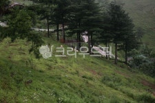 나무, tree, 자연, 경사, 목장, 사진,이미지,일러스트,캘리그라피 - tjddms5986작가 크라우드픽 - 저작권 걱정 없는 상업용 이미지