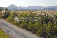 순천만습지, 순천만갈대길, 순천만, 낭파랑길61코스, 갈대, 사진,이미지,일러스트,캘리그라피 - Deep bLUE작가 크라우드픽 - 저작권 걱정 없는... 