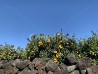 제주도, 제주, 돌담, 귤밭, 귤, 사진,이미지,일러스트,캘리그라피 - 헤일리63작가 크라우드픽 - 저작권 걱정 없는 상업용 이미지