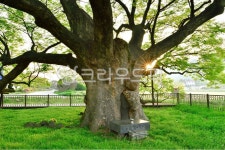 푸조나무, 나무, 보호수, 천연기념물, 밑둥치, 사진,이미지,일러스트,캘리그라피 - Nepoto1작가 크라우드픽 - 저작권 걱정 없는 상업용 이미지