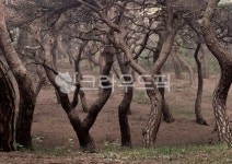 tree, 나무, 소나무, 작은숲, treetrunk, 사진,이미지,일러스트,캘리그라피 - raymoon0431작가 크라우드픽 - 저작권 걱정 없는 상업용 이미지