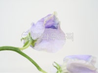스위트피, sweetpea, flower, blossom, 꽃송이정물, 사진,이미지,일러스트,캘리그라피 - joyfulharu작가 크라우드픽 - 저작권 걱정 없는... 