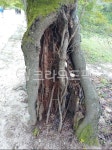 나무, 나무줄기, tree, 고목, 고목나무, 사진,이미지,일러스트,캘리그라피 - 바르게작가 크라우드픽 - 저작권 걱정 없는 상업용 이미지