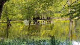 호수, 나무, 물, lake, tree, 사진,이미지,일러스트,캘리그라피 - MK작가 크라우드픽 - 저작권 걱정 없는 상업용 이미지