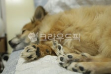 강아지, 반려견, 포메라니안, 강아지발바닥, 개, 사진,이미지,일러스트,캘리그라피 - NaraSome작가 크라우드픽 - 저작권 걱정 없는 상업용 이미지