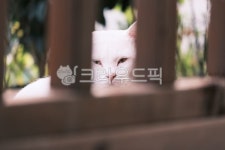고양이, cat, 반려동물, 냥이, 애완동물, 사진,이미지,일러스트,캘리그라피 - 돌하르냥작가 크라우드픽 - 저작권 걱정 없는 상업용 이미지