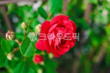 flower, plant, 식물, rose, 장미, 사진,이미지,일러스트,캘리그라피 - Njinlee982005작가 크라우드픽 - 저작권 걱정 없는 상업용 이미지