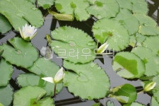 연꽃, 연잎, 물, 꽃, 식물, 사진,이미지,일러스트,캘리그라피 - Nldmkr83작가 크라우드픽 - 저작권 걱정 없는 상업용 이미지