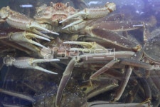 대게, 해산물, 해물, seafood, food, 사진,이미지,일러스트,캘리그라피 - 다채로운 창고작가 크라우드픽 - 저작권 걱정 없는 상업용 이미지