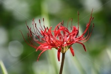 상사화, lycorissquamigera, magiclily, 꽃무릇, redspiderlily, 사진,이미지,일러스트,캘리그라피 - 산사람작가 크라우드픽 - 저작권... 