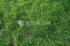 잔디, 잔디밭, 여름, 공원, 푸름, 사진,이미지,일러스트,캘리그라피 - Njwandme작가 크라우드픽 - 저작권 걱정 없는 상업용 이미지