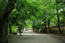 tree, 나무, 풍경, 숲, garden, 사진,이미지,일러스트,캘리그라피 - 비우다작가 크라우드픽 - 저작권 걱정 없는 상업용 이미지
