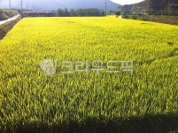 자연, 들, 농장, vegetation, farm, 사진,이미지,일러스트,캘리그라피 - 연서S2작가 크라우드픽 - 저작권 걱정 없는 상업용 이미지