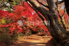 가을, autumn, 단풍, maple, 잎, 사진,이미지,일러스트,캘리그라피 - 고운경작가 크라우드픽 - 저작권 걱정 없는 상업용 이미지