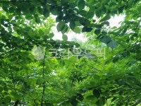 vegetation, 초목, plant, 식물, rainforest, 사진,이미지,일러스트,캘리그라피 - riwn작가 크라우드픽 - 저작권 걱정 없는 상업용 이미지