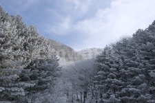 상고대, 강원도, 태기산, 겨울, 설산, 사진,이미지,일러스트,캘리그라피 - photonavor작가 크라우드픽 - 저작권 걱정 없는 상업용 이미지