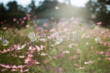 경북, 경주시, 경주, 코스모스, 꽃, 사진,이미지,일러스트,캘리그라피 - 아날로그 소년작가 크라우드픽 - 저작권 걱정 없는 상업용 이미지