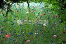 nature, 자연, 꽃, 들꽃, field, 사진,이미지,일러스트,캘리그라피 - Nrae0101작가 크라우드픽 - 저작권 걱정 없는 상업용 이미지