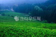 녹차밭, 보성다원, 다원, 녹차, 안개, 사진,이미지,일러스트,캘리그라피 - 고운경작가 크라우드픽 - 저작권 걱정 없는 상업용 이미지