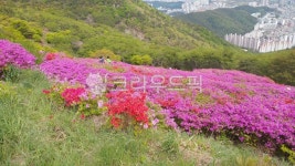 백양산, 애진봉, 철쭉, 등산, 파란하늘, 사진,이미지,일러스트,캘리그라피 - Nhopetimes작가 크라우드픽 - 저작권 걱정 없는 상업용 이미지