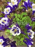 삶을디자인하다봄꽃 | plant, 식물, 꽃, flower, 봄, 사진,이미지,일러스트,캘리그라피 - 클릭디자인작가 크라우드픽 - 저작권 걱정 없는 상업용 이미지