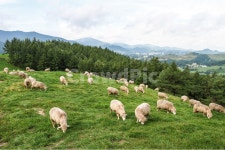 양, 양떼목장, 양떼, 풀밭, 목초지, 사진,이미지,일러스트,캘리그라피 - Daram G작가 크라우드픽 - 저작권 걱정 없는 상업용 이미지