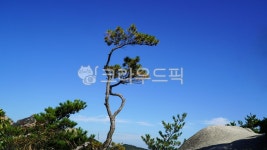 소나무, 한그루, 파란하늘, tree, 구과식물, 사진,이미지,일러스트,캘리그라피 - 웅장작가 크라우드픽 - 저작권 걱정 없는 상업용 이미지