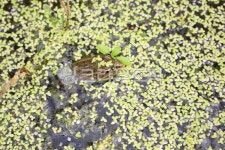 개구리, 개구리밥, 연못, 생태계, 자연감성, 사진,이미지,일러스트,캘리그라피 - 시대작가 크라우드픽 - 저작권 걱정 없는 상업용 이미지