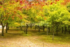 자연, 풍경, 경관, 경치, 계절, 사진,이미지,일러스트,캘리그라피 - 서은작가 크라우드픽 - 저작권 걱정 없는 상업용 이미지