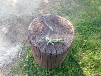 treestump, 그루터기, 나무, 휴식, 쉼, 사진,이미지,일러스트,캘리그라피 - goyo작가 크라우드픽 - 저작권 걱정 없는 상업용 이미지