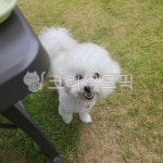 dog, 개, pet, 애완동물, mammal, 사진,이미지,일러스트,캘리그라피 - rkddbwjd25작가 크라우드픽 - 저작권 걱정 없는 상업용 이미지