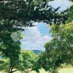 나무, 식물, 초록, 하늘, 완주, 사진,이미지,일러스트,캘리그라피 - 장하루작가 크라우드픽 - 저작권 걱정 없는 상업용 이미지