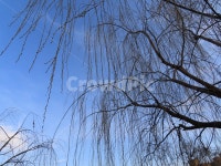 사계절, 나무, 나뭇가지, 버드나무, 구름, 사진,이미지,일러스트,캘리그라피 - 다담s작가 크라우드픽 - 저작권 걱정 없는 상업용 이미지