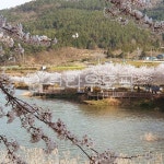 봄, 봄꽃, 벚꽃, 벚꽃놀이, 벚꽃축제, 사진,이미지,일러스트,캘리그라피 - 까율작가 크라우드픽 - 저작권 걱정 없는 상업용 이미지