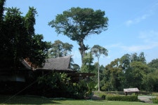 인도네시아, 보고르식물원, 보고르, 나무, 큰나무, 사진,이미지,일러스트,캘리그라피 - Nmnicys작가 크라우드픽 - 저작권 걱정 없는 상업용 이미지