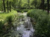 수목원, botanicalgarden, 대구수목원, 대곡수목원, 나무, 사진,이미지,일러스트,캘리그라피 - 내가바로람쥐작가 크라우드픽 - 저작권 걱정... 