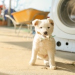 강아지, 개, 진돗개, 똥개, 시골, 사진,이미지,일러스트,캘리그라피 - 민작가 크라우드픽 - 저작권 걱정 없는 상업용 이미지