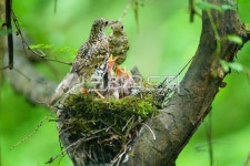 호랑지빠귀, 호랑지삐귀, 버드, 둥지, animal, 사진,이미지,일러스트,캘리그라피 - 순딩이작가 크라우드픽 - 저작권 걱정 없는 상업용 이미지