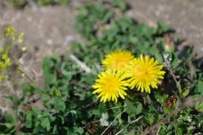 민들레, 꽃, 봄, 자연, spring, 사진,이미지,일러스트,캘리그라피 - nyo작가 크라우드픽 - 저작권 걱정 없는 상업용 이미지