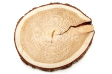 나무, 나무토막, 통나무, 통나무토막, 나이테, 사진,이미지,일러스트,캘리그라피 - 5banjang작가 크라우드픽 - 저작권 걱정 없는 상업용 이미지