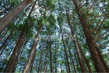 편백나무, 편백나무숲, 숲, 피톤치드, 나무, 사진,이미지,일러스트,캘리그라피 - 슈로더작가 크라우드픽 - 저작권 걱정 없는 상업용 이미지