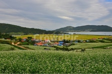 장흥선학동, 선학동마을, 선학동메밀밭, 선학동메밀꽃축제, outdoors, 사진,이미지,일러스트,캘리그라피 - 영산공작가 크라우드픽 - 저작권... 