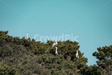 왜가리, 새, 자연, 소나무, 공원, 사진,이미지,일러스트,캘리그라피 - catcher작가 크라우드픽 - 저작권 걱정 없는 상업용 이미지