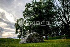 필드, grassland, nature, 나무, tree, 사진,이미지,일러스트,캘리그라피 - jack작가 크라우드픽 - 저작권 걱정 없는 상업용 이미지