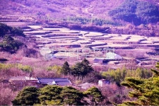 nature, 자연, outdoors, 옥외, 구례산동산수유마을, 사진,이미지,일러스트,캘리그라피 - 영산공작가 크라우드픽 - 저작권 걱정 없는 상업용... 