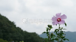 무궁화, 나라꽃, 여름, 자연, 나무, 사진,이미지,일러스트,캘리그라피 - 써니포토작가 크라우드픽 - 저작권 걱정 없는 상업용 이미지