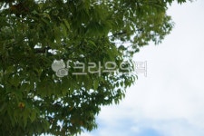 나무, tree, 하늘, sky, leaf, 사진,이미지,일러스트,캘리그라피 - Nfallinhosuk작가 크라우드픽 - 저작권 걱정 없는 상업용 이미지